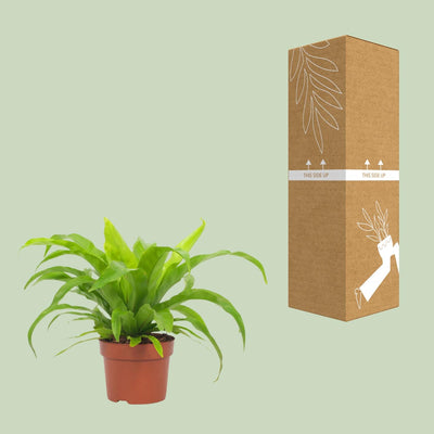 Asplenium Antiquum 12cm - Ø12cm - ↕19cm