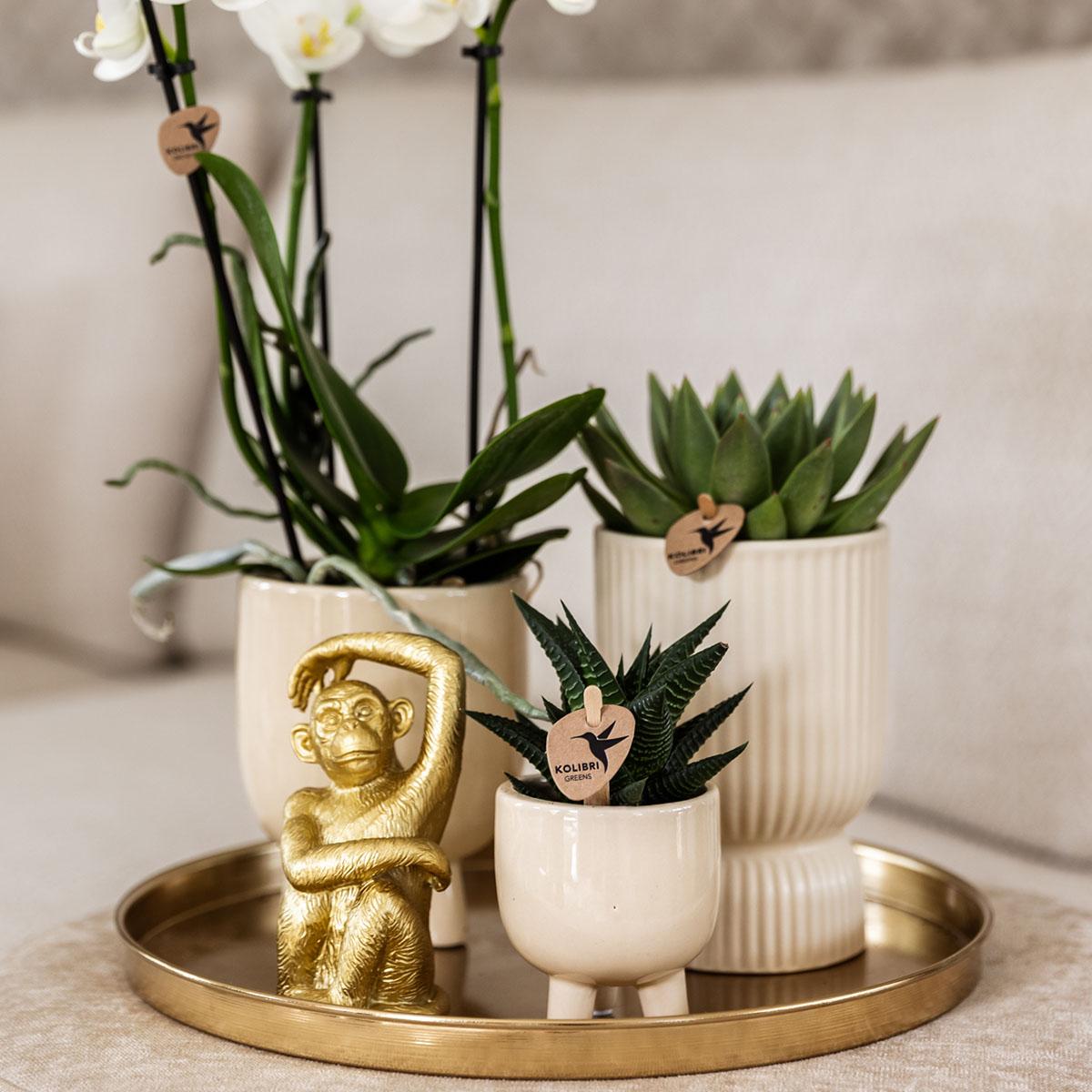 Kolibri Company | Komplettes Pflanzenset Luxury Living | Grünpflanzen mit weißer Phalaenopsis-Orchidee inkl. Keramik-Ziertöpfe und Zubehör