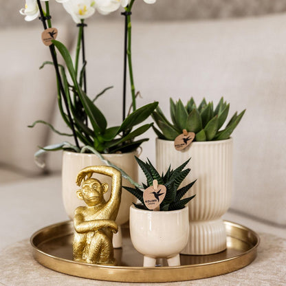 Kolibri Company | Komplettes Pflanzenset Luxury Living | Grünpflanzen mit weißer Phalaenopsis-Orchidee inkl. Keramik-Ziertöpfe und Zubehör