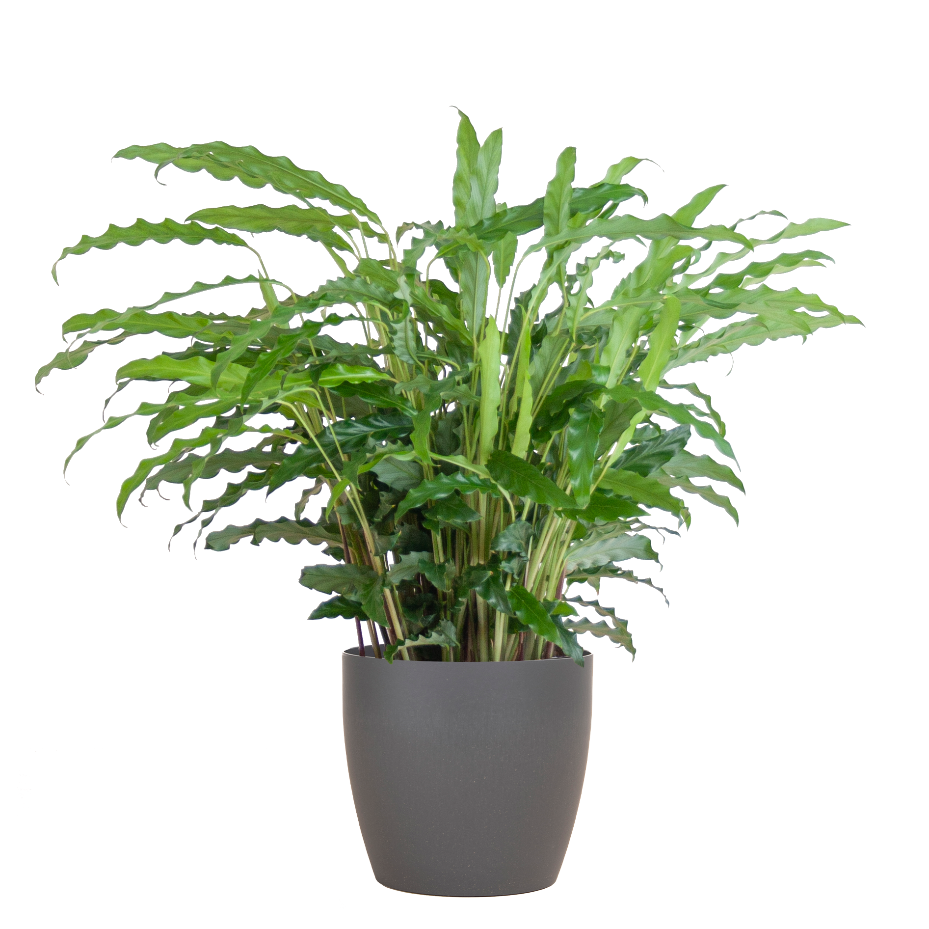 Calathea Rufibarba mit Viber Grau - 55cm - Ø17