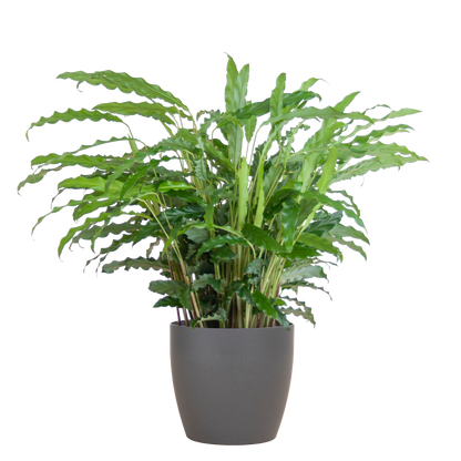 Calathea Rufibarba mit Viber Grau - 55cm - Ø17