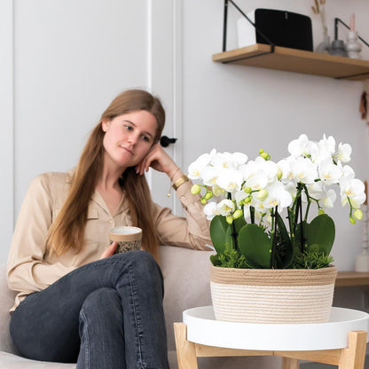 Kolibri Orchids | weißes Pflanzenset im Baumwollkorb inkl. Wassertank | drei weiße Orchideen Amabilis 9cm und drei Grünpflanzen | Dschungelstrauß weiß mit autarkem Wassertank