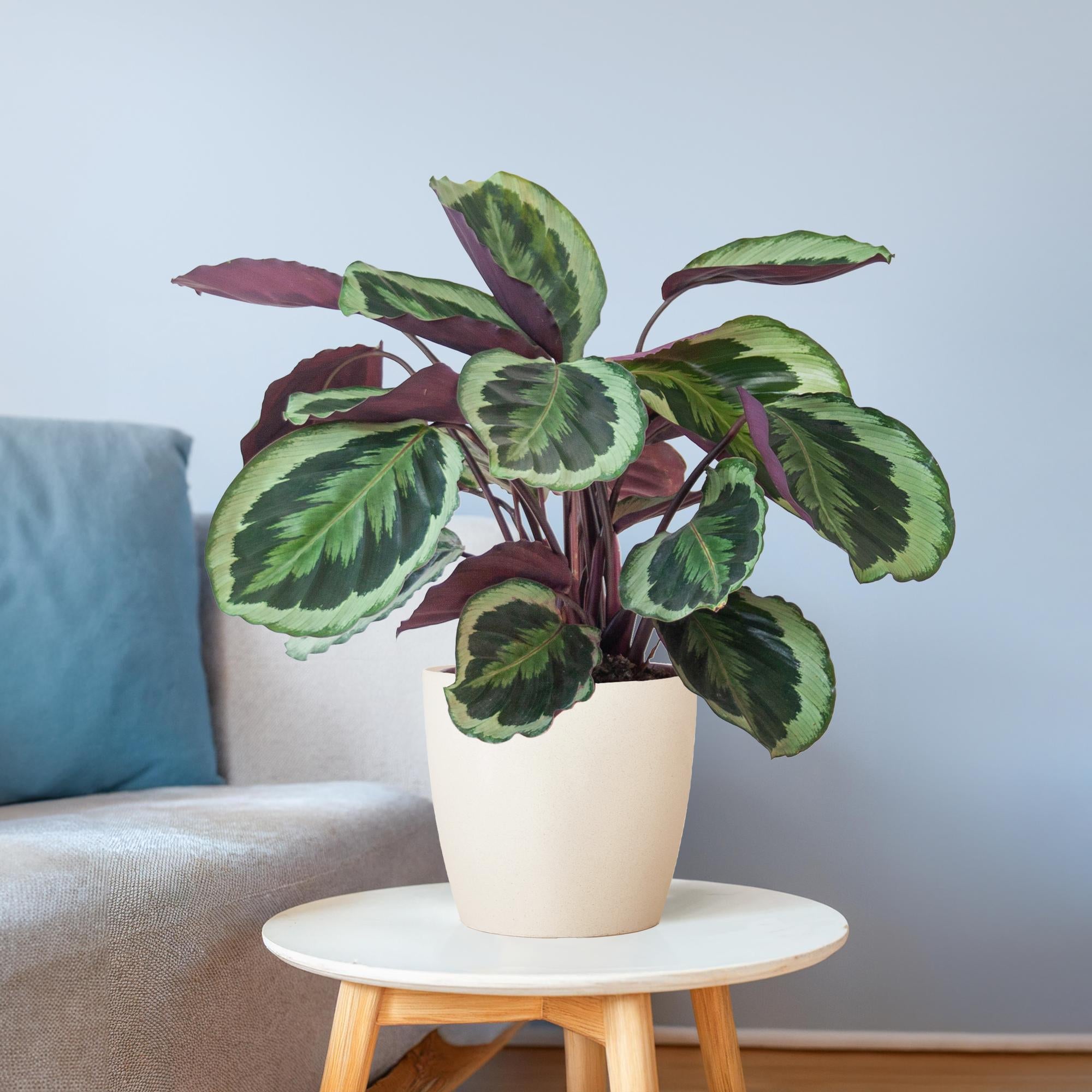 Calathea Medaillon mit Viber Weiß - 65cm - Ø21