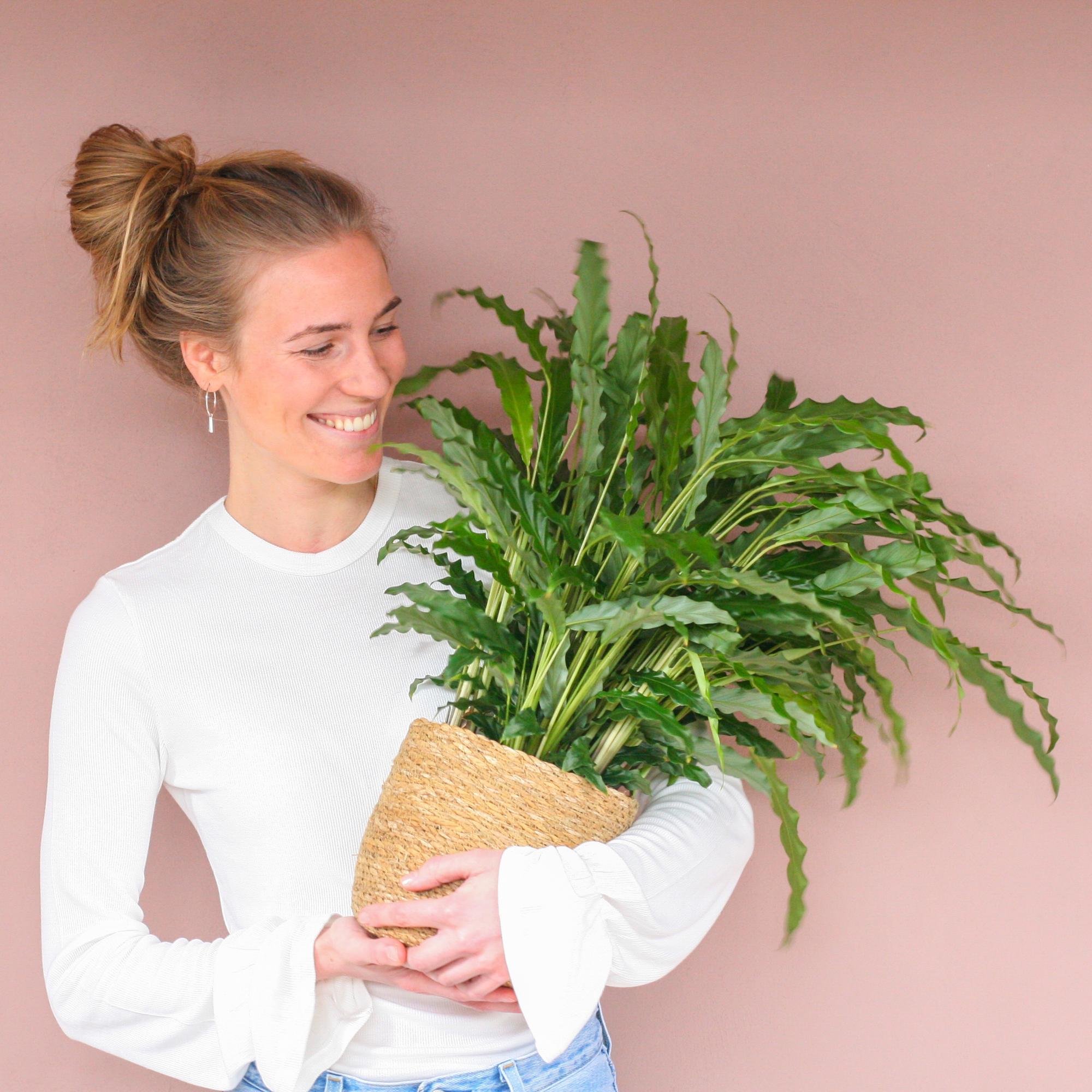 Calathea Rufibarba mit Sofia-Korb natur - 55cm - Ø17