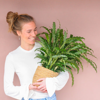 Calathea Rufibarba mit Sofia-Korb natur - 55cm - Ø17