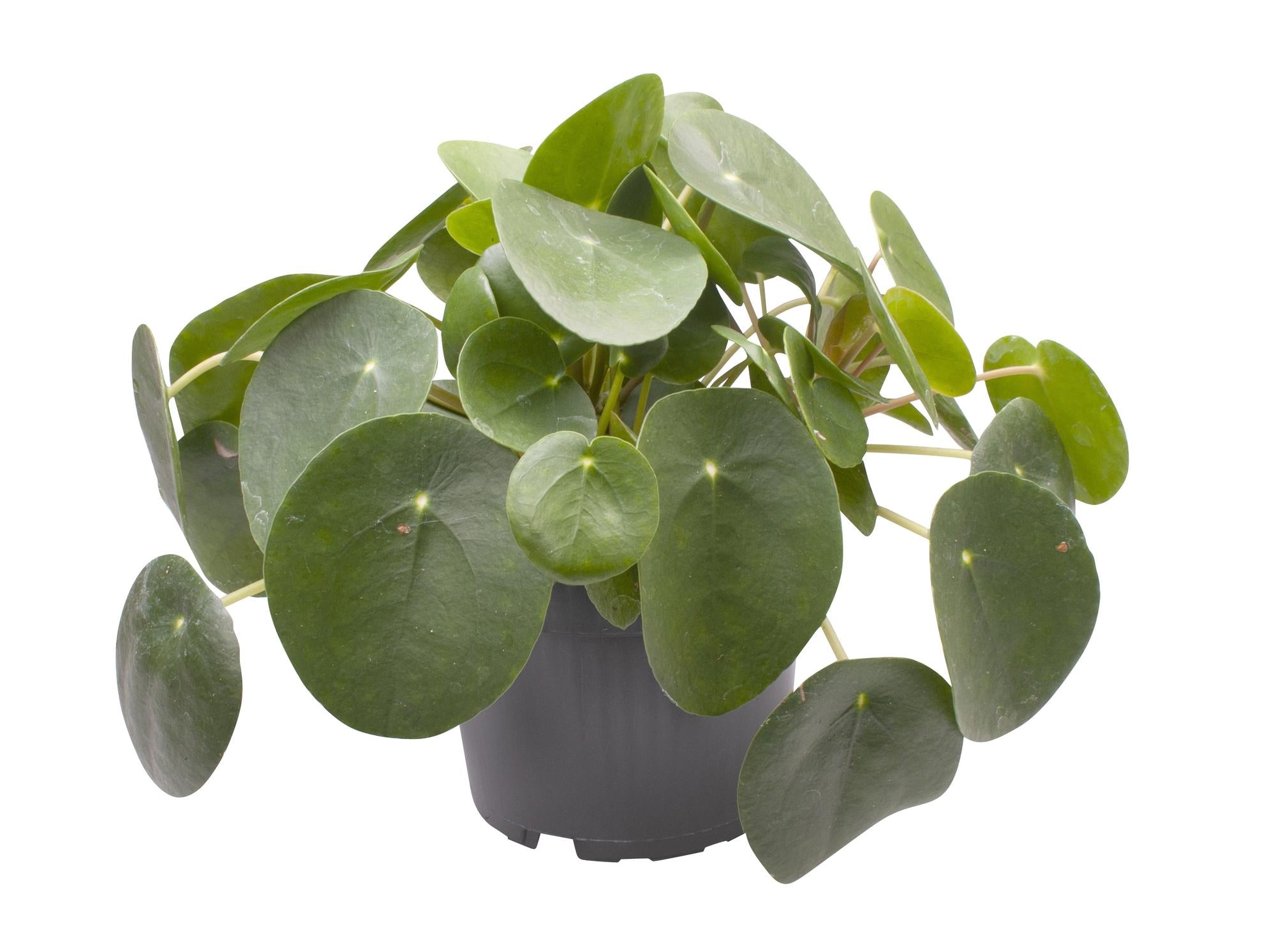 Pilea Peperomioides - Ø12cm - ↕20cm
