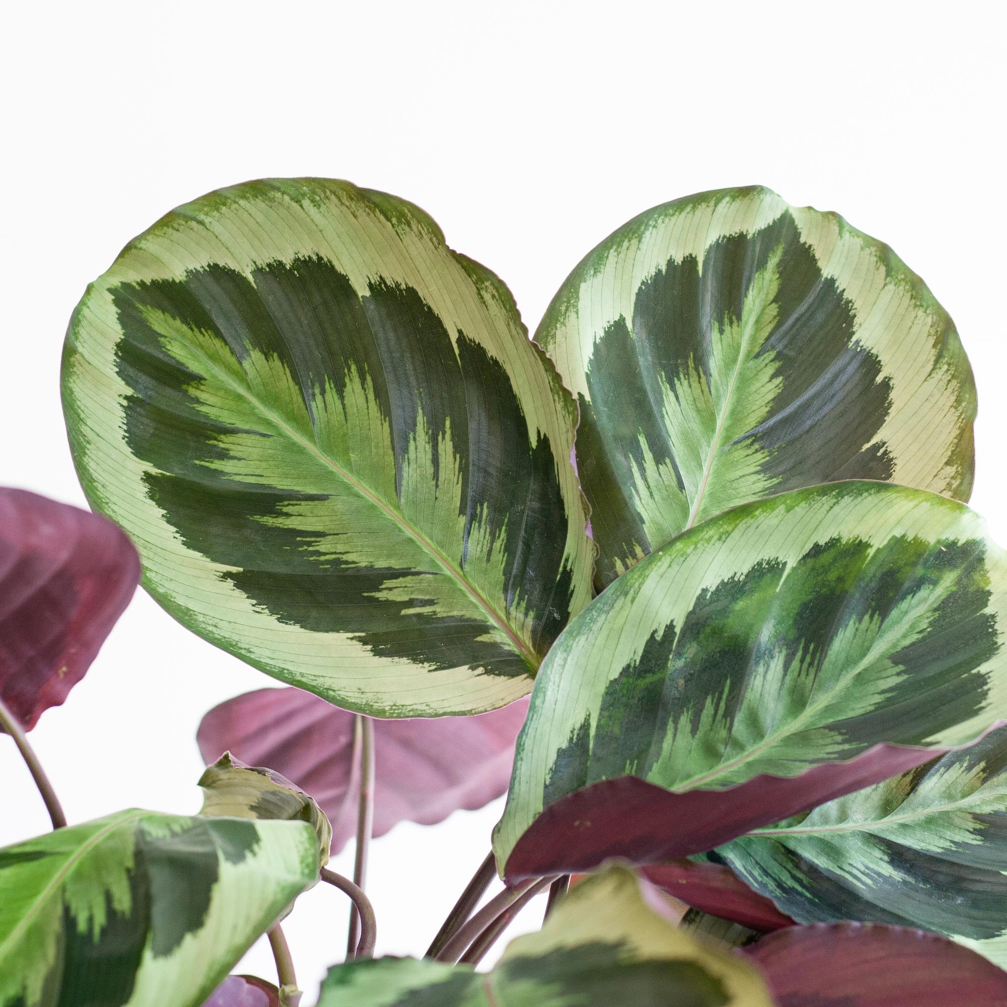 Calathea Medaillon mit Viber Weiß - 65cm - Ø21