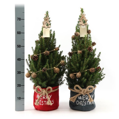 Kleine Weihnachtsbaum in Xmas Bag blau - 70 cm - Picea Glauca Conica - Pine cone lighting including batteries