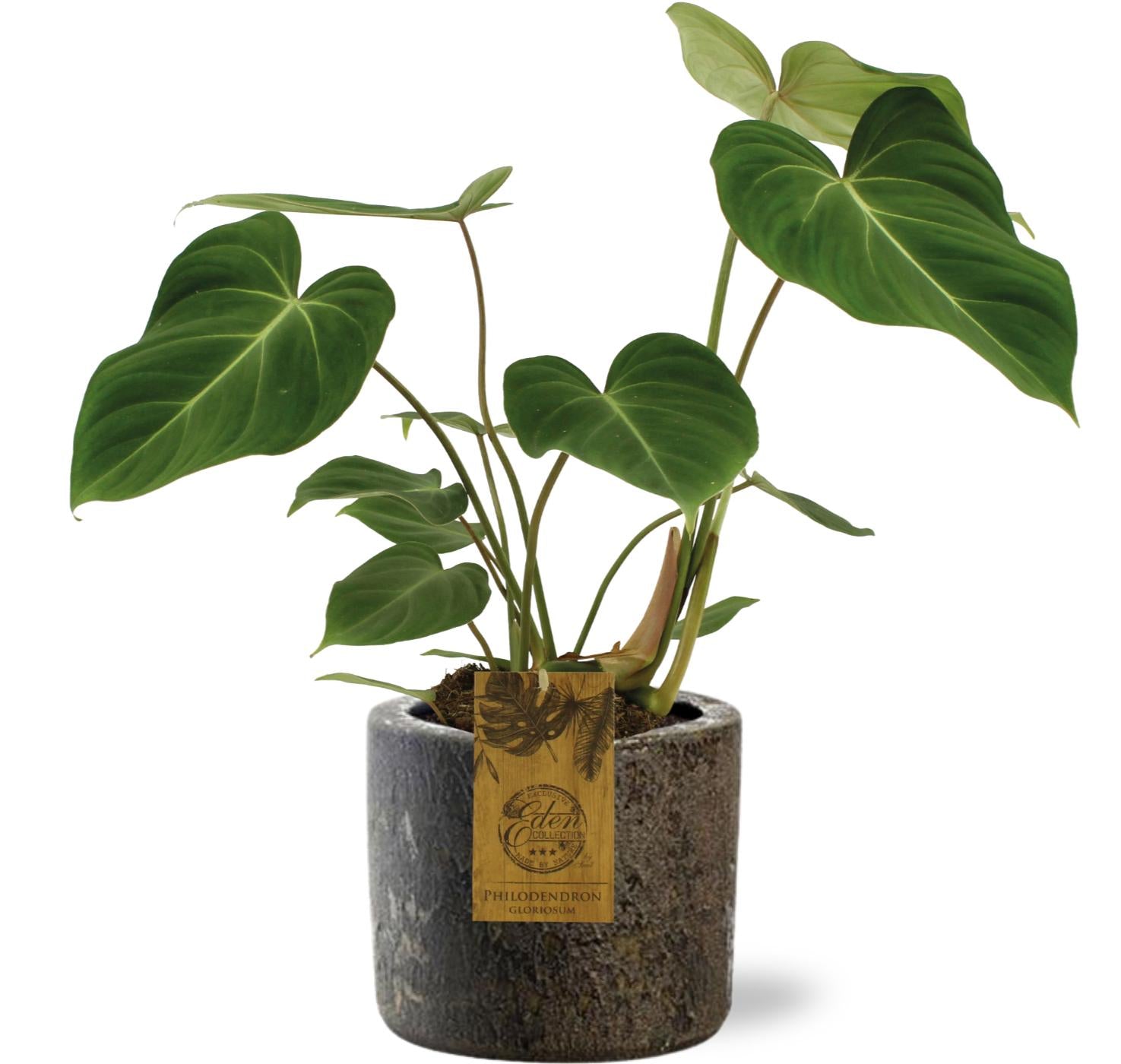 Philodendron Gloriosum - Ø15cm - ↕40cm + Maas Pot D16x14cm - Braun