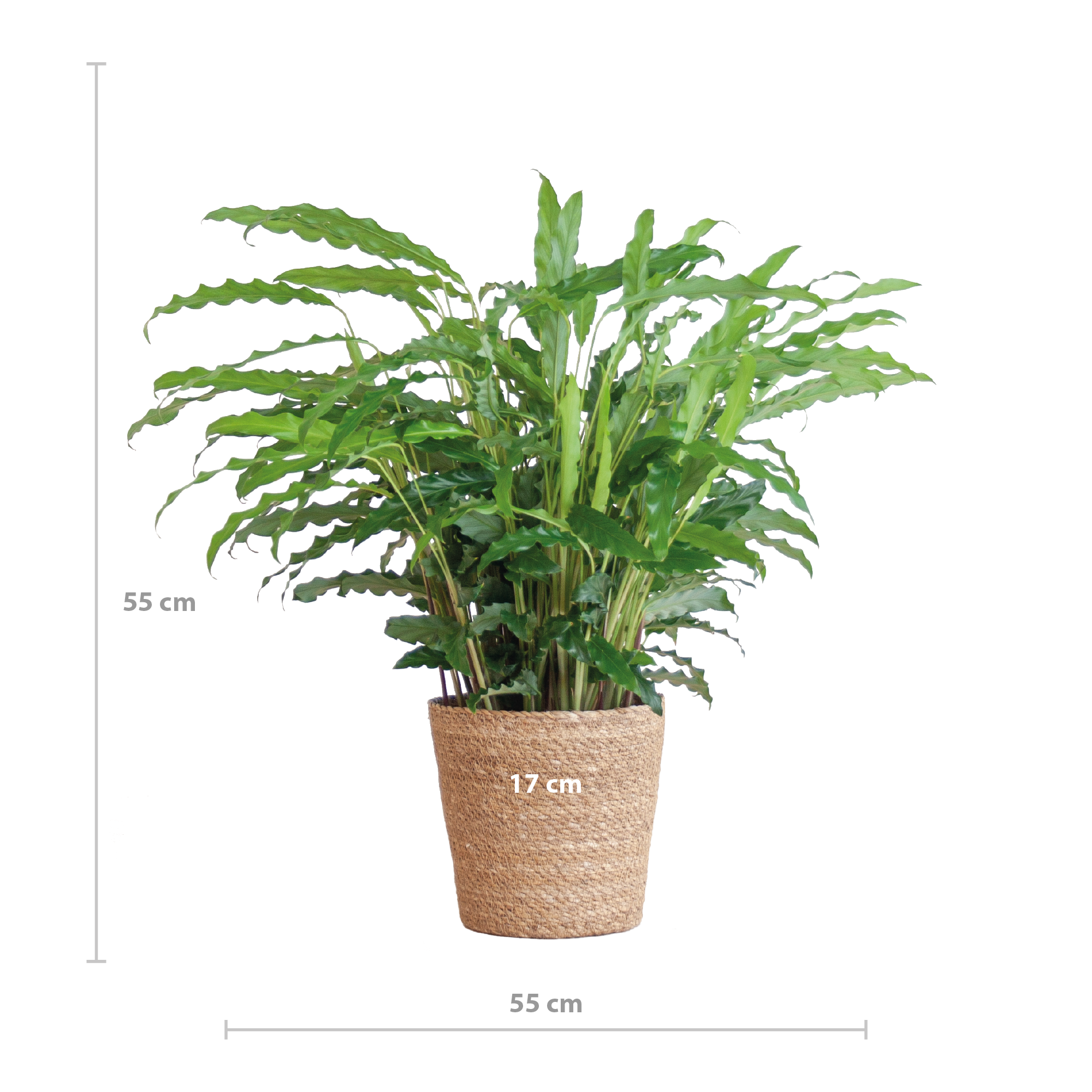 Calathea Rufibarba mit Sofia-Korb natur - 55cm - Ø17