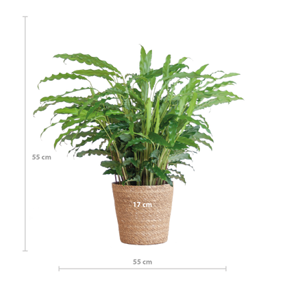Calathea Rufibarba mit Sofia-Korb natur - 55cm - Ø17
