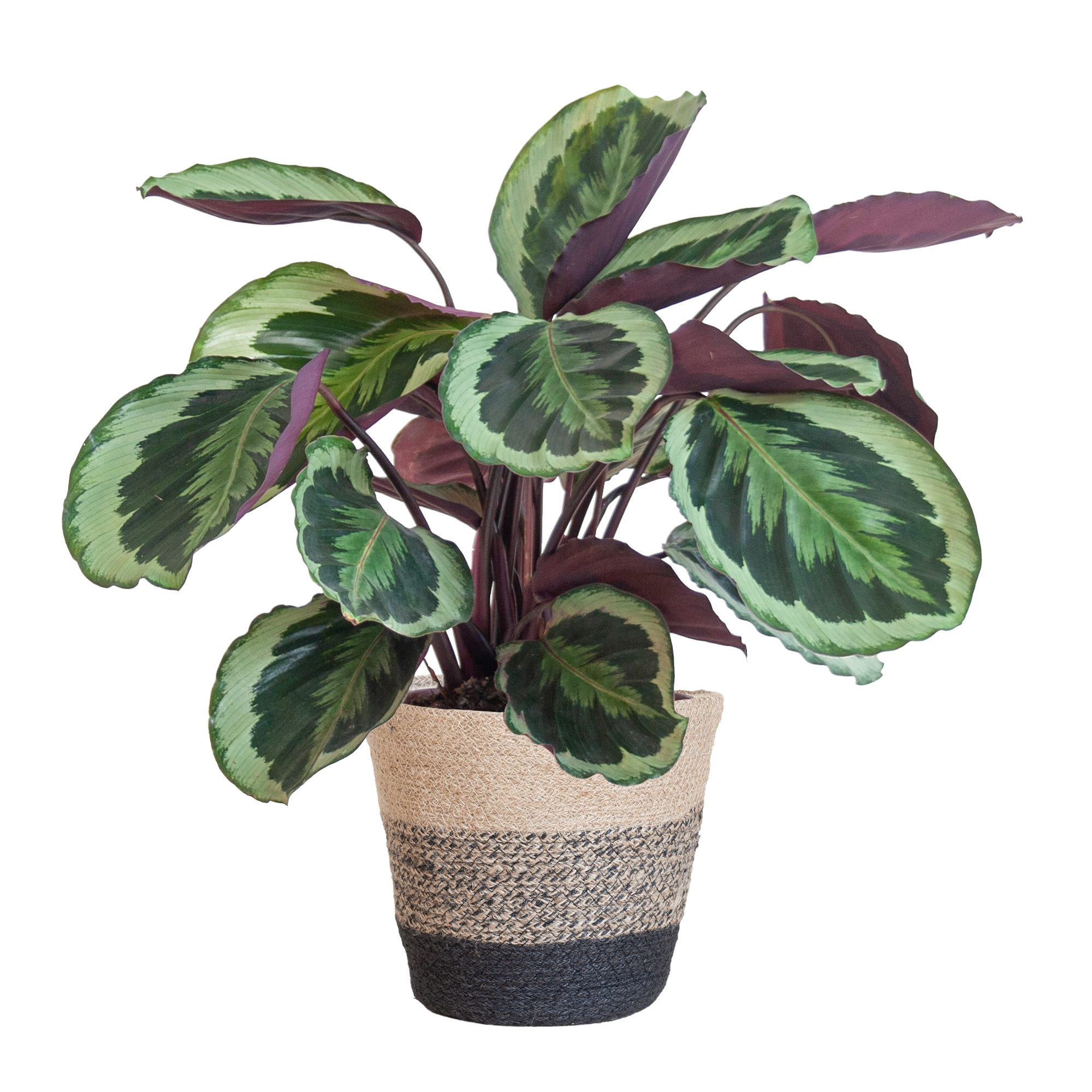 Calathea Medaillon mit Lissabon-Korb Schwarz - 65cm - Ø21