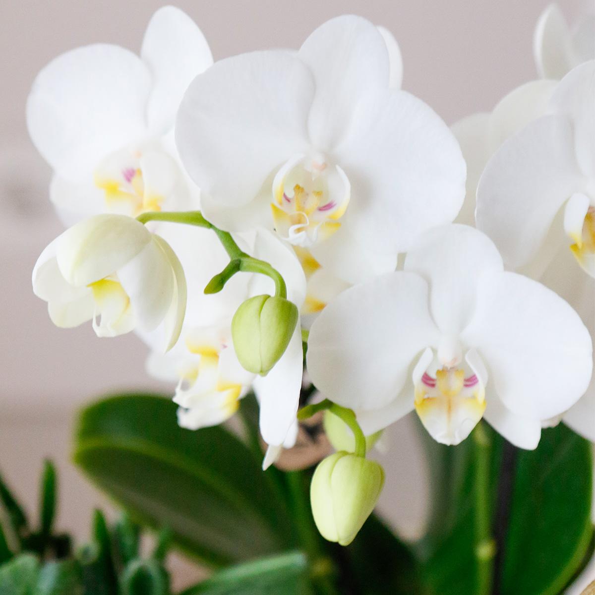 Kolibri Company | Komplettes Pflanzenset Luxury Living | Grünpflanzen mit weißer Phalaenopsis-Orchidee inkl. Keramik-Ziertöpfe und Zubehör