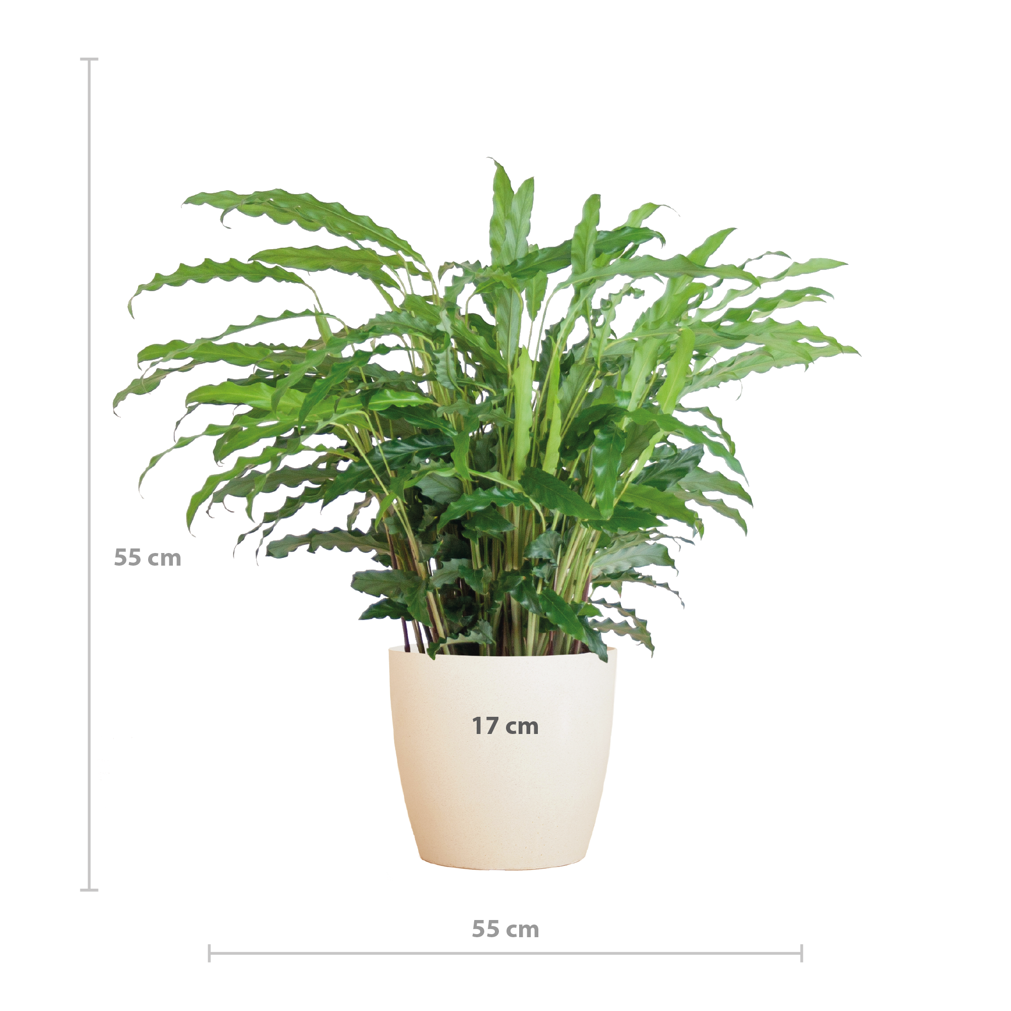 Calathea Rufibarba mit Viber weiß - 55cm - Ø17