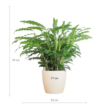 Calathea Rufibarba mit Viber weiß - 55cm - Ø17