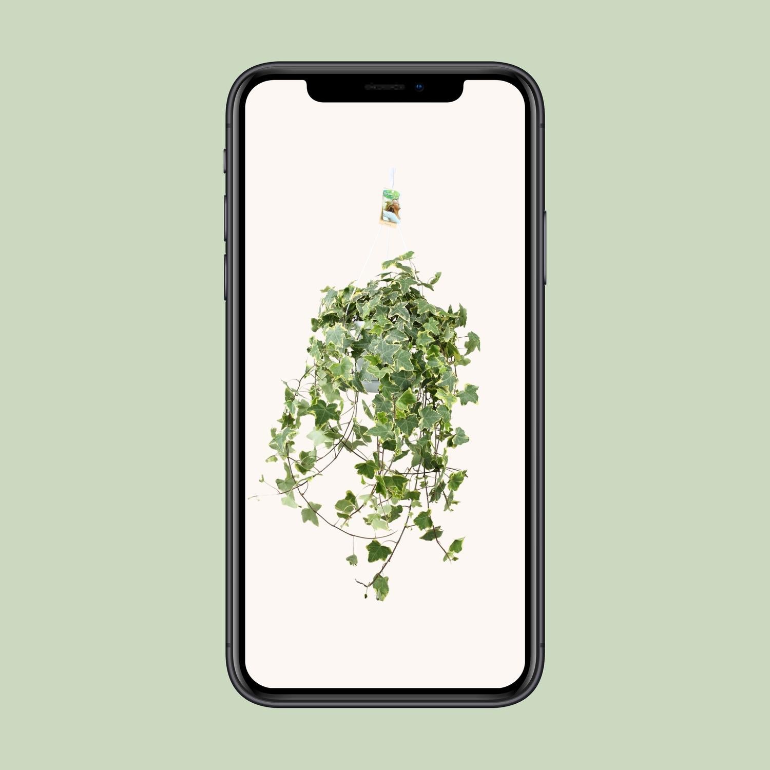 Hedera Helix Gold Child - Hang/XXL - Ø24cm - ↕cm