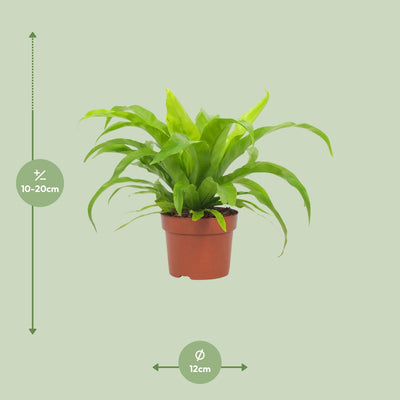 Asplenium Antiquum 12cm - Ø12cm - ↕19cm