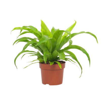 Asplenium Antiquum 12cm - Ø12cm - ↕19cm