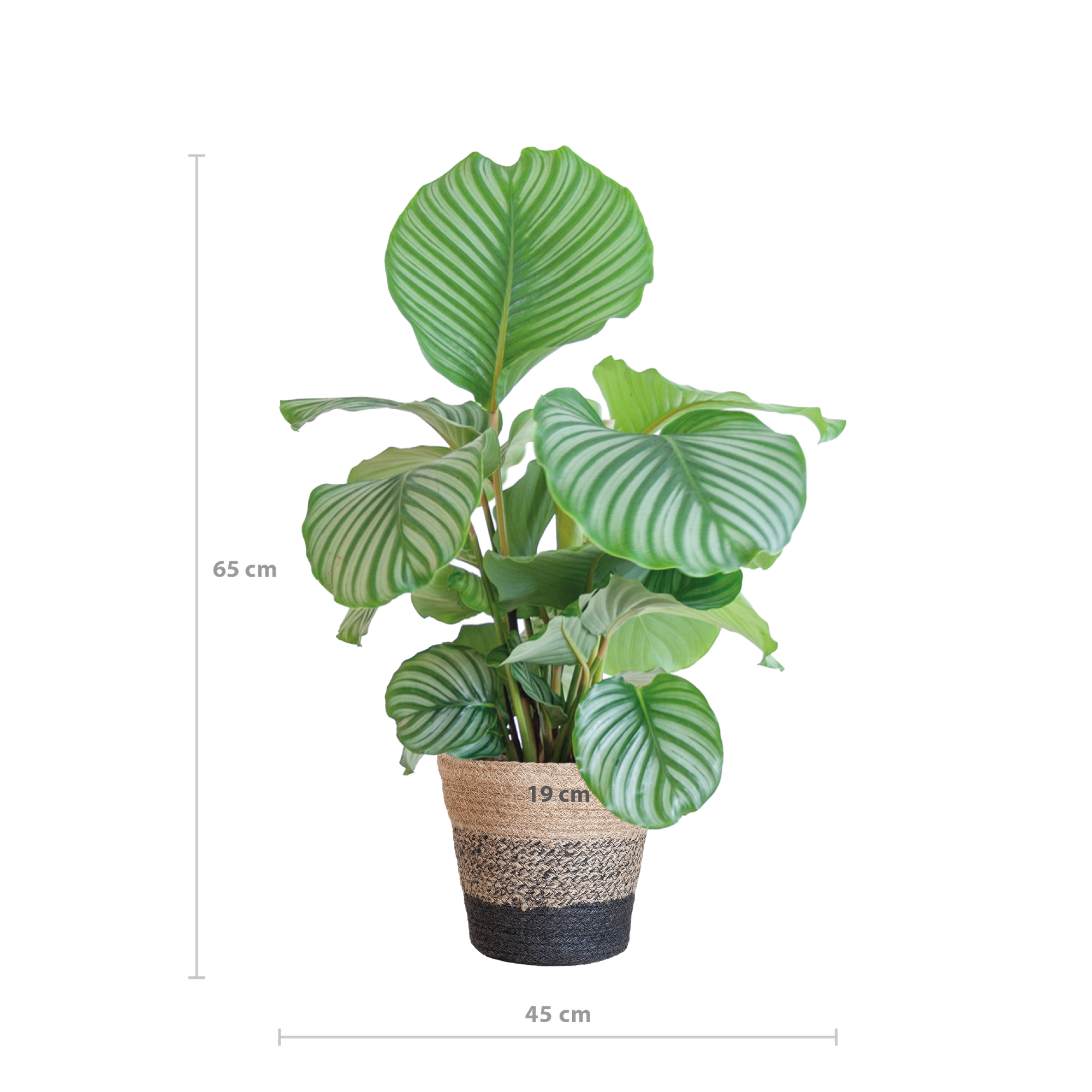 Calathea Orbifolia mit Lissabon-Korb schwarz  - 65cm - Ø21