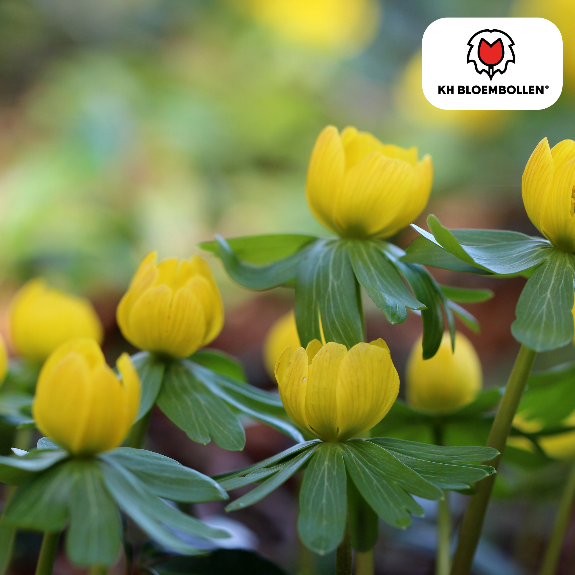 Akonieten bollen 30 stuks