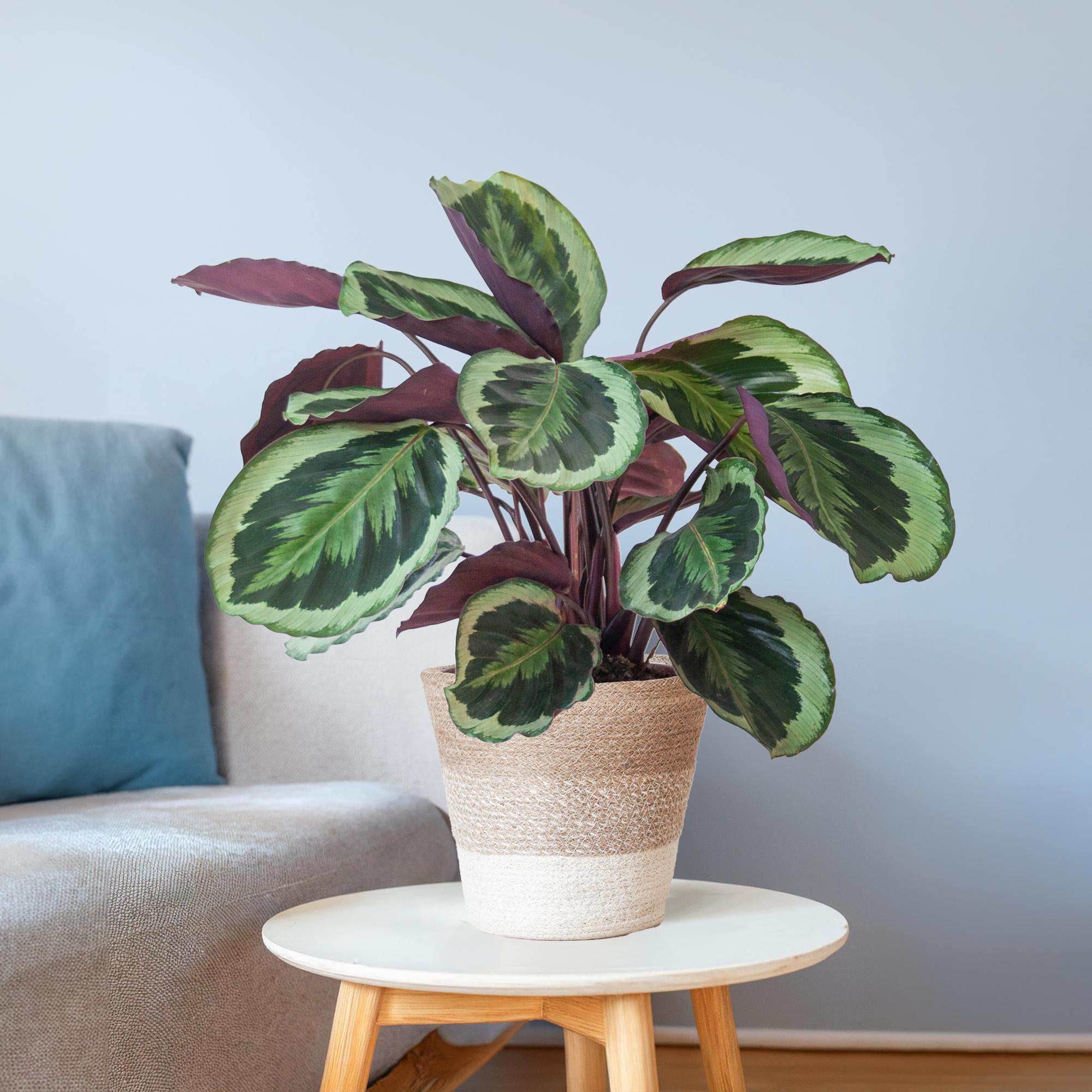 Calathea Medaillon mit weißem Lissabon-Korb - 65cm - Ø19