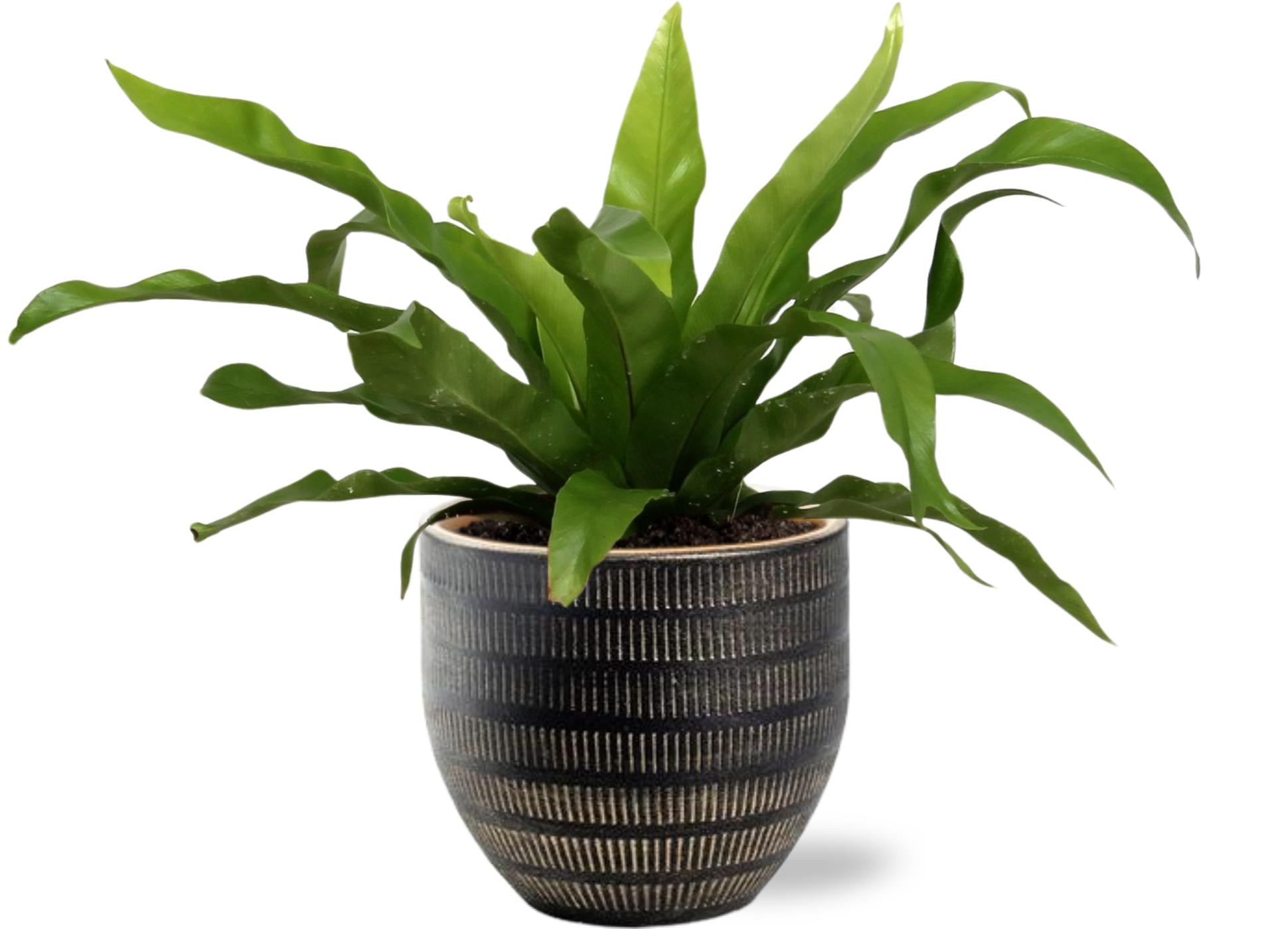 Asplenium Antiquum - Ø12cm - ↕25cm +  Beau Pot D14x13cm - Schwarz