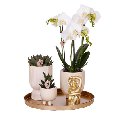 Kolibri Company | Komplettes Pflanzenset Luxury Living | Grünpflanzen mit weißer Phalaenopsis-Orchidee inkl. Keramik-Ziertöpfe und Zubehör