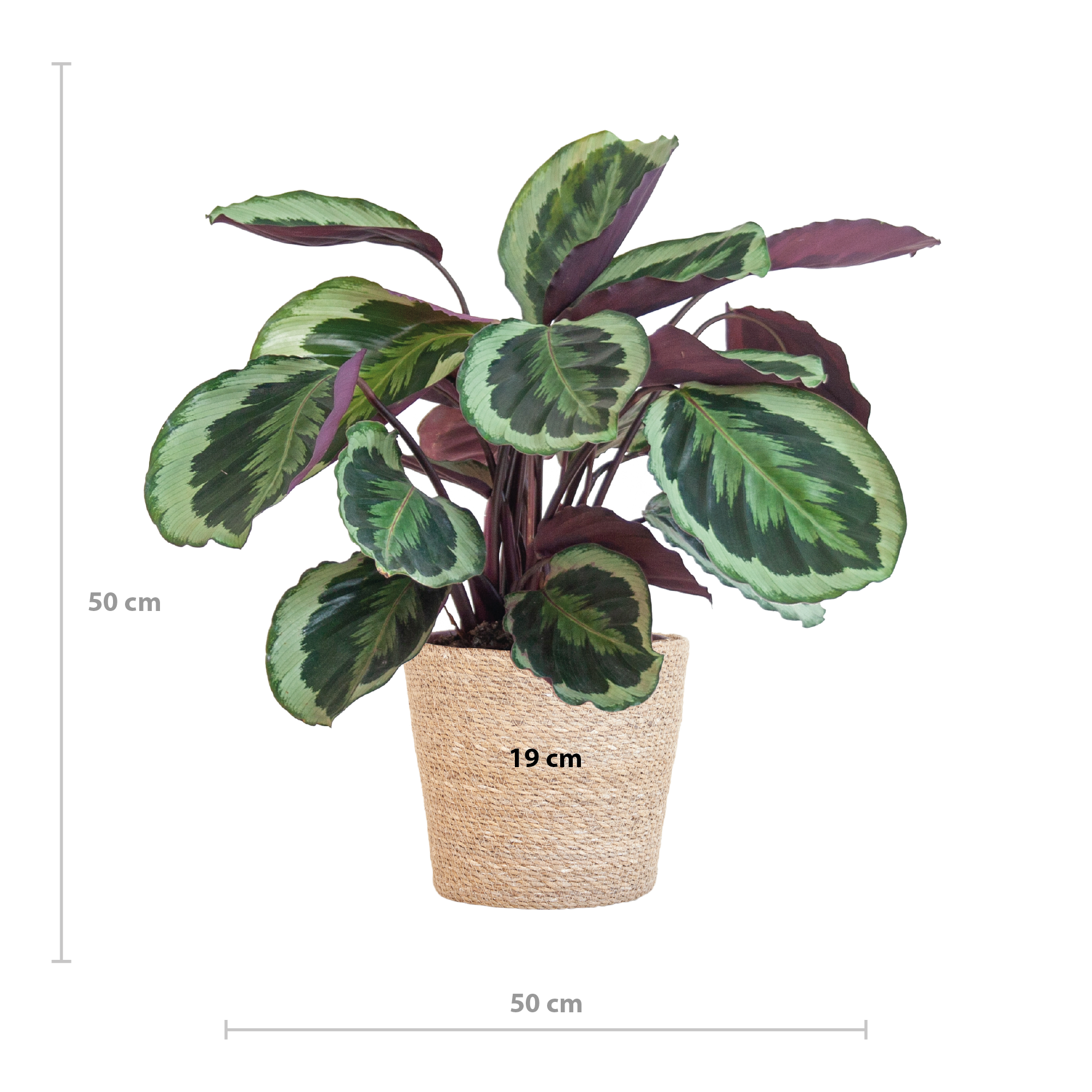 Calathea Medaillon mit Sofia-Korb natur - 65cm - Ø21