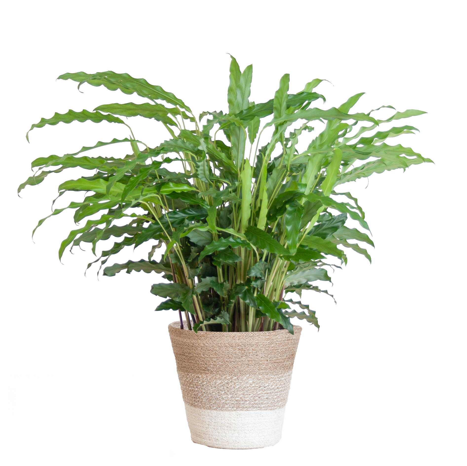 Calathea Rufibarba mit Korb Lissabon weiß - 55cm - Ø17