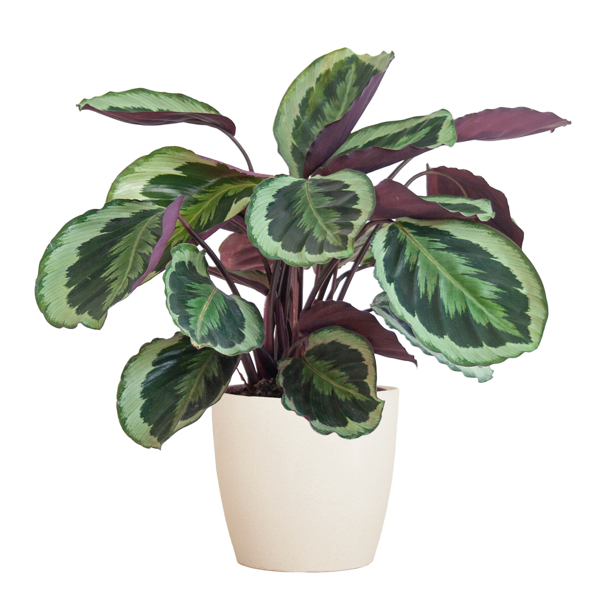 Calathea Medaillon mit Viber Weiß - 65cm - Ø21